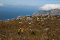 Leucadendron gandogeri