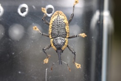 Homalinotus deplanatus
