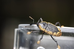 Homalinotus deplanatus