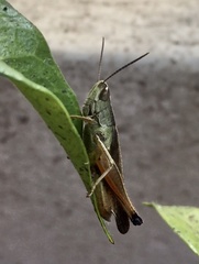 Amblytropidia australis