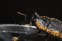 Homalinotus deplanatus