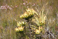 Leucadendron gandogeri