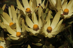 Leucadendron gandogeri