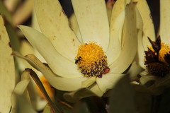 Leucadendron gandogeri
