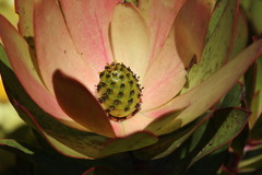 Leucadendron gandogeri