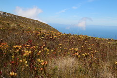 Leucadendron gandogeri