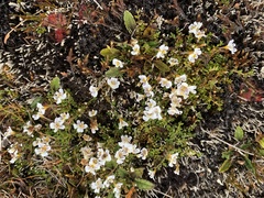Euphrasia disperma