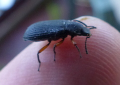 Haplandrus fulvipes