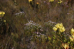 Spatalla mollis