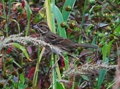 Emberizidae