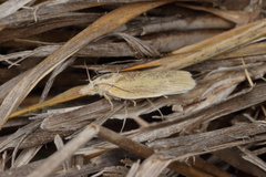 Ascerodes prochlora