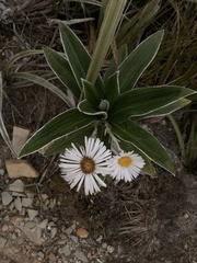 Celmisia verbascifolia