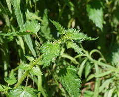 Urtica incisa