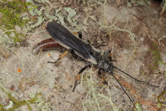 Austroperla cyrene