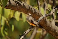 Pyrocephalus rubinus