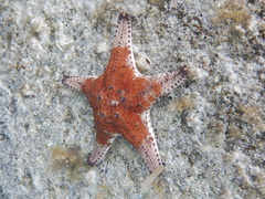 Anthaster valvulatus