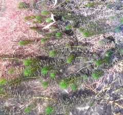 Myriophyllum quitense
