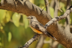 Pyrocephalus rubinus