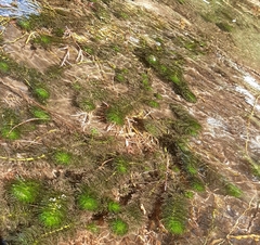 Myriophyllum quitense