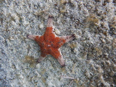 Anthaster valvulatus