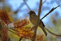 Haemorhous mexicanus