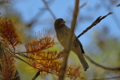 Haemorhous mexicanus