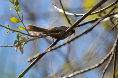 Psaltriparus minimus