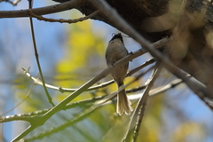 Psaltriparus minimus