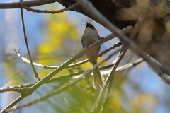 Psaltriparus minimus