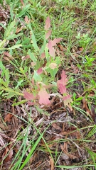 Bossiaea bossiaeoides