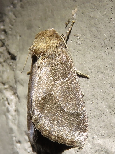 Thoreau's Flower Moth photo 3