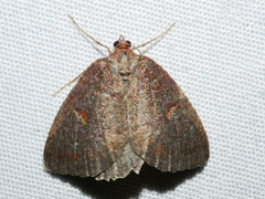 Apodasmia rufonigraria