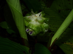 Goeppertia granvillei