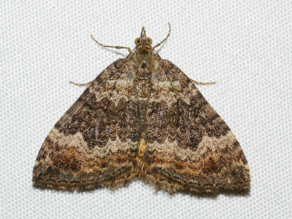 Chrysolarentia opipara
