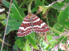 Chrysolarentia polycarpa