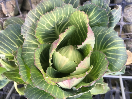Brassica oleracea iNat (3)