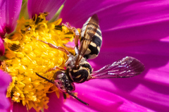 Triepeolus segregatus