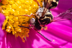 Triepeolus segregatus