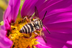 Triepeolus segregatus