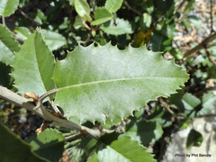 Olearia × macrodonta