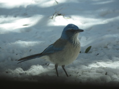 Aphelocoma woodhouseii