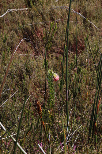 Image of Orothamnus zeyheri by (c) Tony Rebelo, some rights reserved (CC BY-SA)