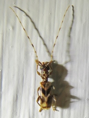 Stenhomalus taiwanus