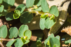 Euphorbia serpens