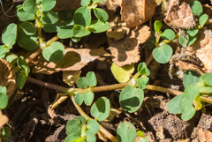 Euphorbia serpens