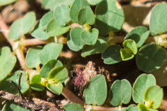 Euphorbia serpens