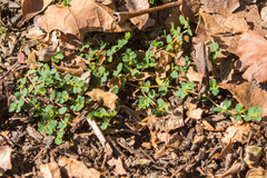 Euphorbia serpens