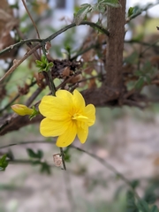 Angiospermae