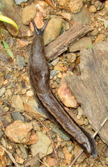 Urocyclus kirkii