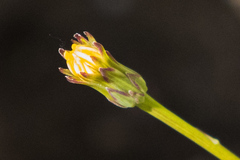 Hypochaeris glabra